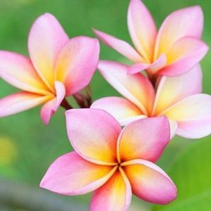 Meet your Posher, Diamond